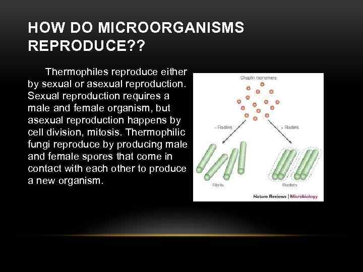 HOW DO MICROORGANISMS REPRODUCE? ? Thermophiles reproduce either by sexual or asexual reproduction. Sexual