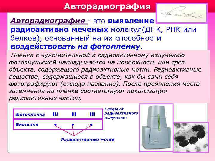 Авторадиография - это выявление радиоактивно меченых молекул(ДНК, РНК или белков), основанный на их способности