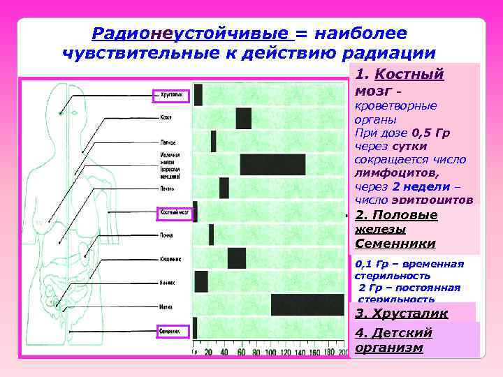 Радионеустойчивые = наиболее чувствительные к действию радиации 1. Костный мозг - кроветворные органы При