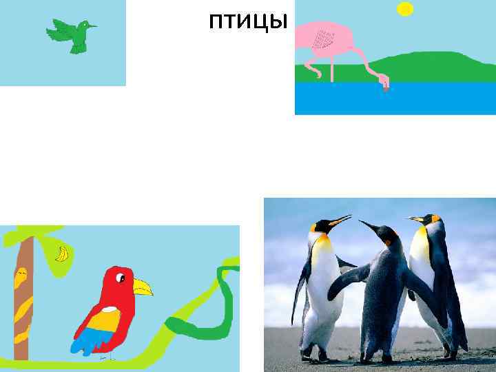 птицы 