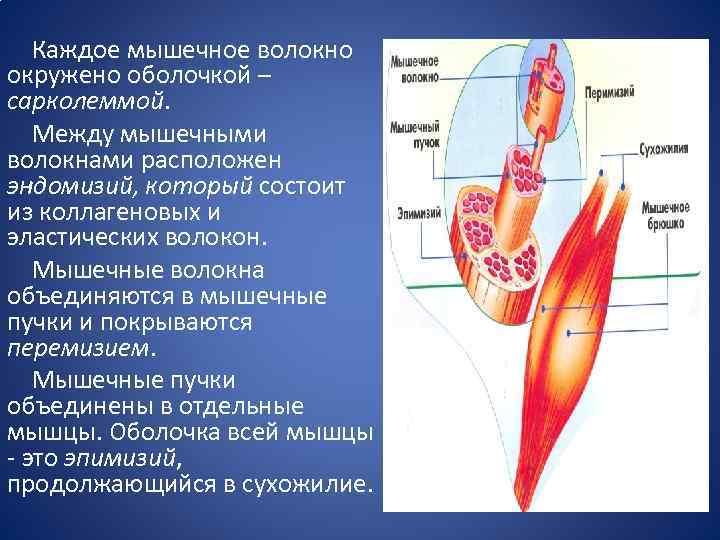 Оболочки мышц. Мышечное волокно покрыто сарколеммой. Пучки мышечных волокон окружает. Тонкие пучки мышечных волокон окружает. Оболочка покрывающая мышцы.