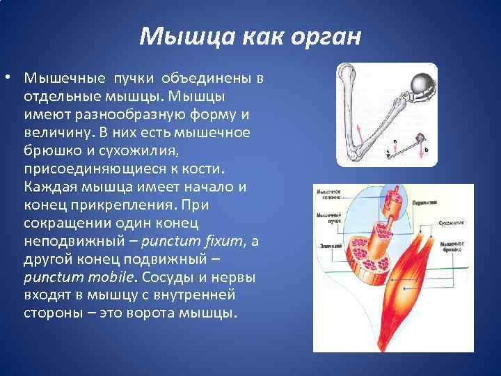 Имеет мышцы. У мышцы есть обязательные компоненты. Мышца это орган. Особенности прикрепления скелетных мышц. Брюшко мышцы функции.