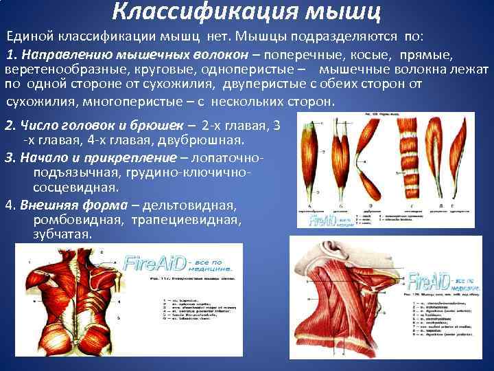 Классификация мышц. Мышцы по направлению волокон. Классификация мышц по направлению. Классификация мышечных волокон. Классификация по направлению мышечных волокон.