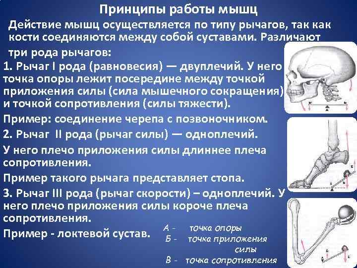 Биомеханические модели проект 7 класс биология