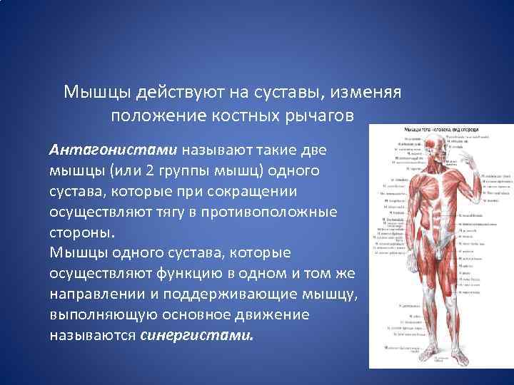 Мышцы действуют на суставы, изменяя положение костных рычагов Антагонистами называют такие две мышцы (или