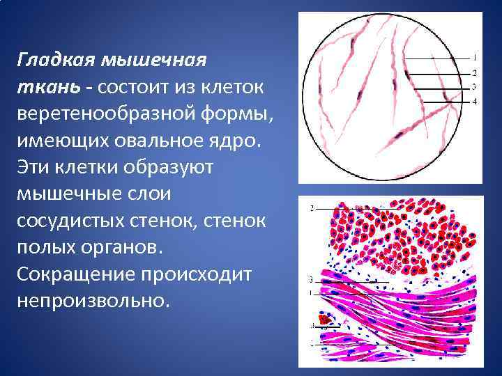 Гладкие мышцы состоят из ткани