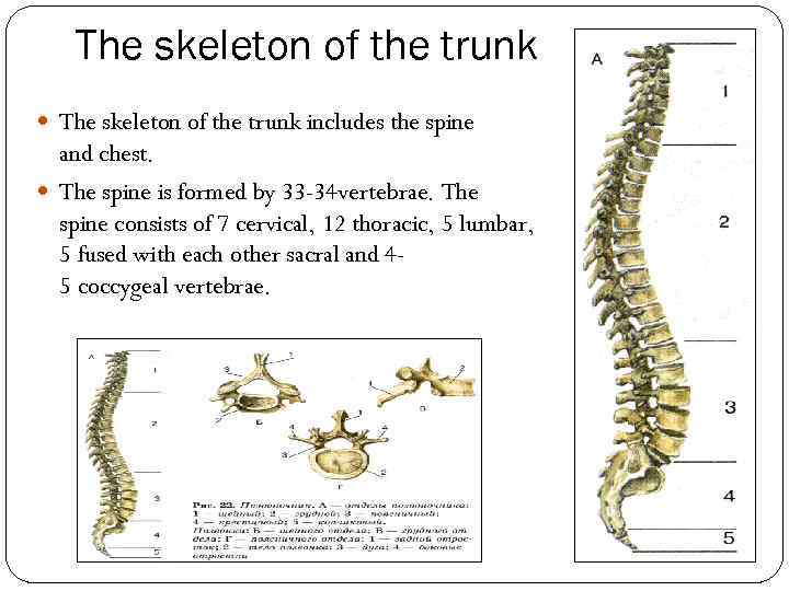 The skeleton of the trunk includes the spine and chest. The spine is formed