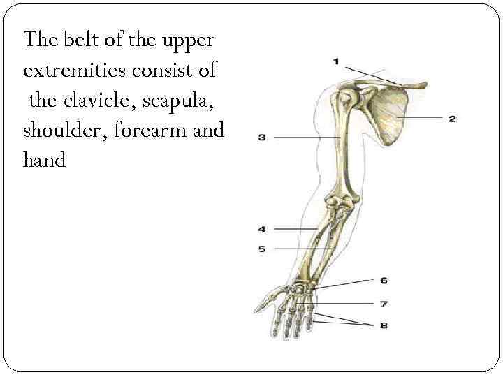 The belt of the upper extremities consist of the clavicle, scapula, shoulder, forearm and