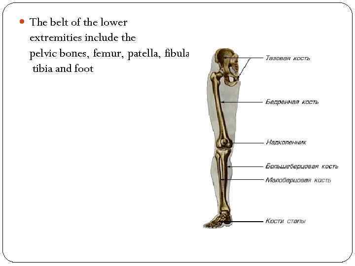  The belt of the lower extremities include the pelvic bones, femur, patella, fibula,