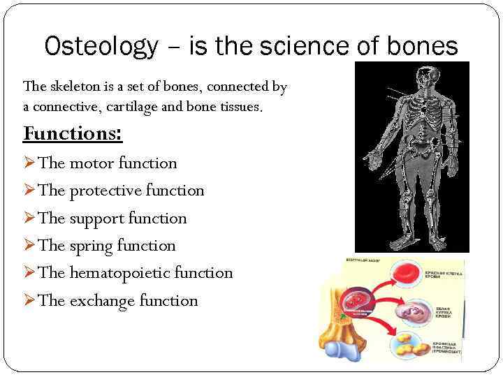 Osteology – is the science of bones The skeleton is a set of bones,