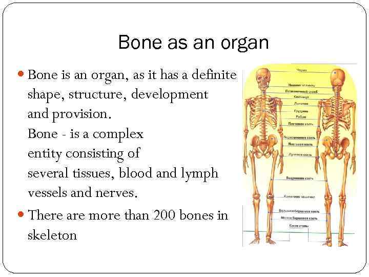 Bone as an organ Bone is an organ, as it has a definite shape,
