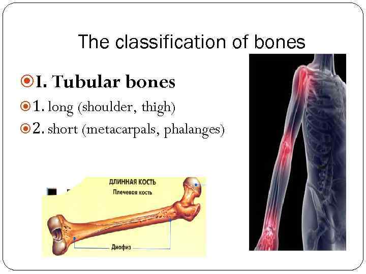 The classification of bones I. Tubular bones 1. long (shoulder, thigh) 2. short (metacarpals,