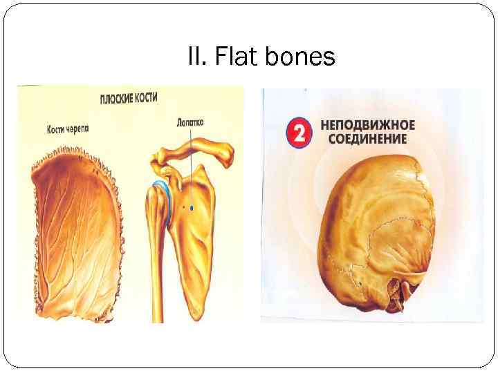 II. Flat bones 