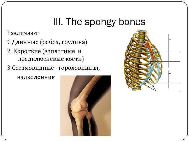 III. The spongy bones Различают: 1. Длинные (ребра, грудина) 2. Короткие (запястные и предплюсневые