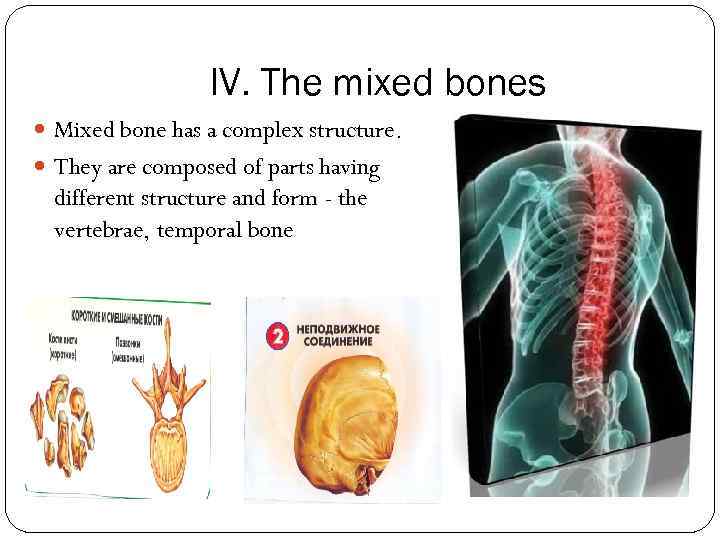 IV. The mixed bones Mixed bone has a complex structure. They are composed of