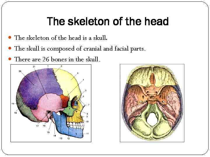 The skeleton of the head is a skull. The skull is composed of cranial