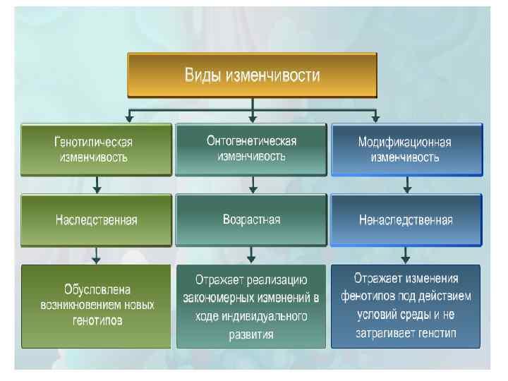 11 заполните схему виды изменчивости