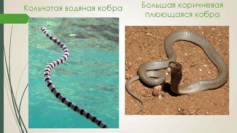 Кольчатая водяная кобра Большая коричневая плюющаяся кобра 