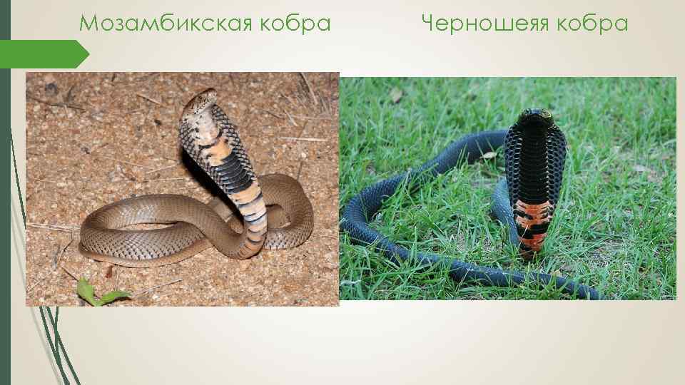 Мозамбикская кобра Черношеяя кобра 