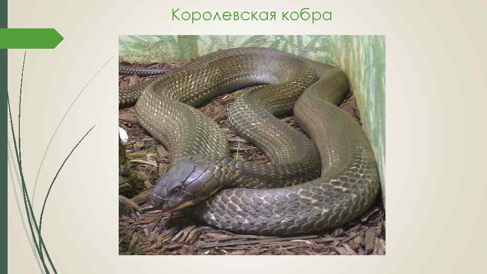 Королевская кобра 