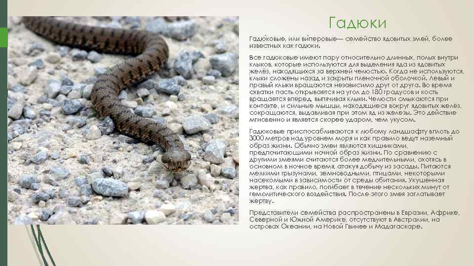 Змеи болгарии с фото и описанием
