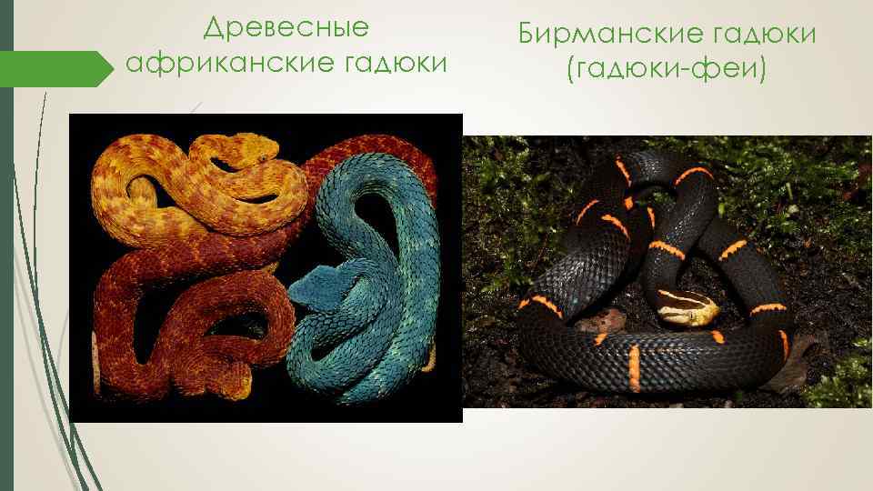 Древесные африканские гадюки Бирманские гадюки (гадюки-феи) 
