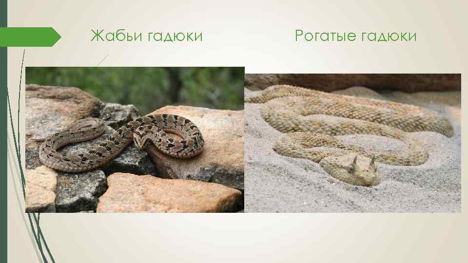 Жабьи гадюки Рогатые гадюки 