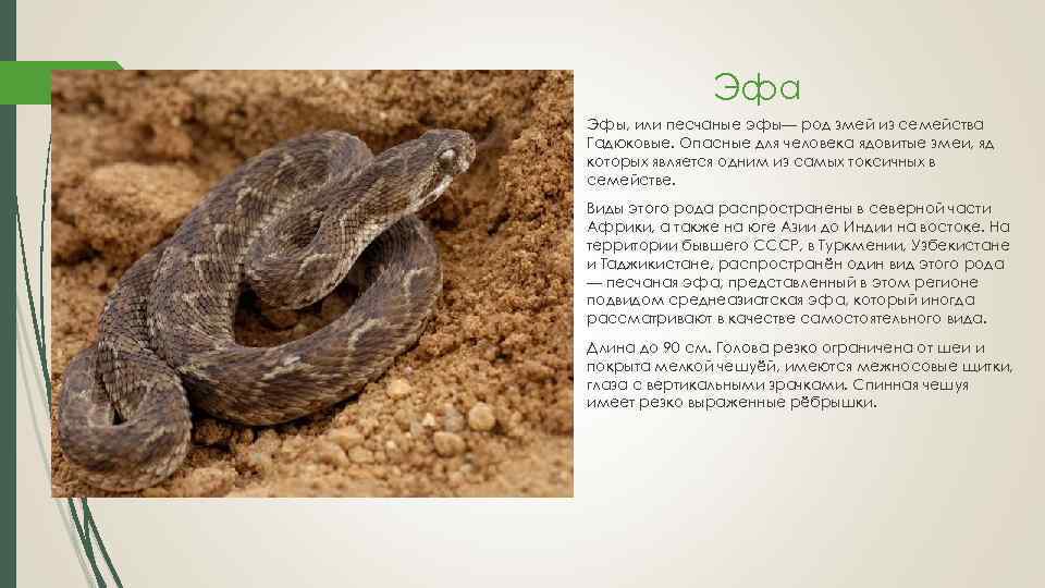 Характеристика человека змея. Змея Эфа ядовитая. Ядовитая змея Песчаная Эфа. Описание змеи Песчаная Эфа. Среднеазиатская Эфа.