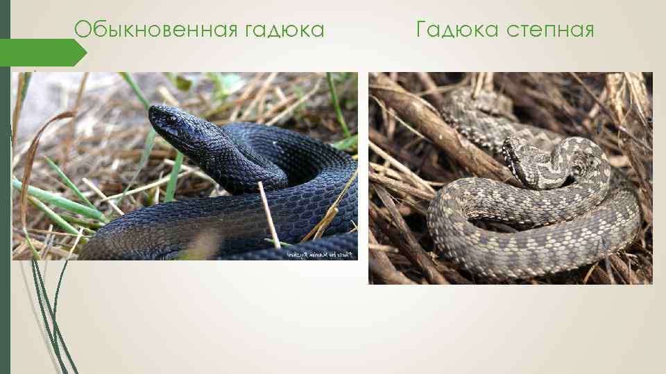 Обыкновенная гадюка Гадюка степная 