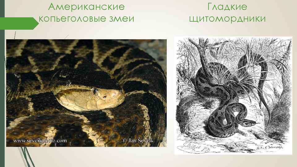 Американские копьеголовые змеи Гладкие щитомордники 