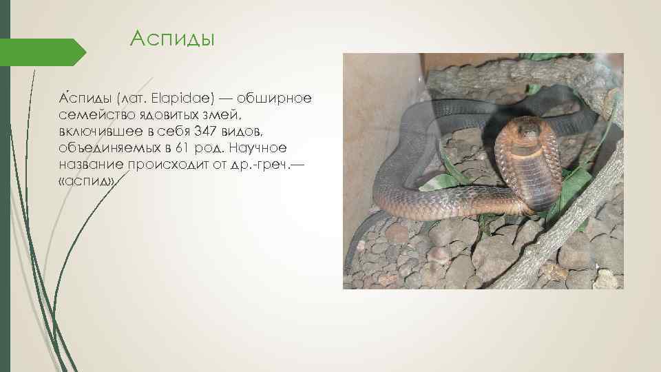 Аспиды А спиды (лат. Elapidae) — обширное семейство ядовитых змей, включившее в себя 347