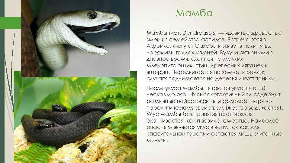 Мамба Ма мбы (лат. Dendroaspis) — ядовитые древесные змеи из семейства аспидов. Встречаются в