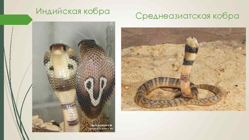 Индийская кобра Среднеазиатская кобра 