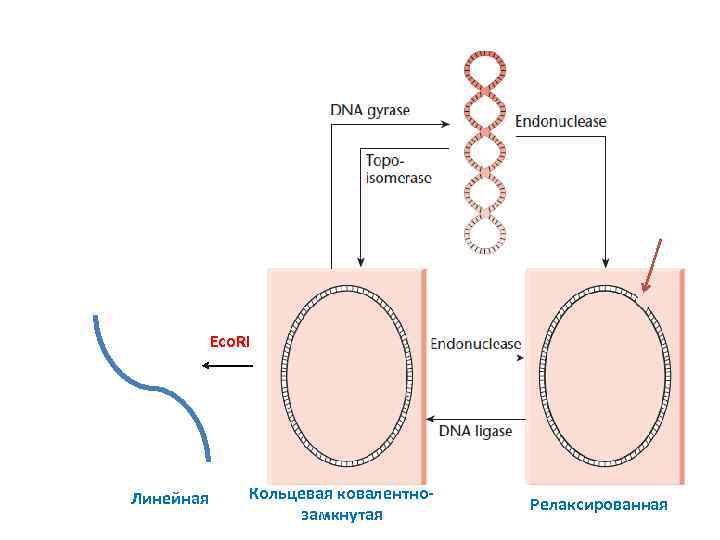 Eco. RI Линейная Кольцевая ковалентнозамкнутая Релаксированная 