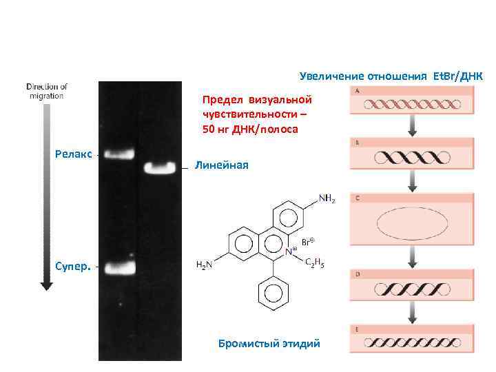 Увеличение отношения Et. Br/ДНК Предел визуальной чувствительности – 50 нг ДНК/полоса Релакс Линейная Супер.