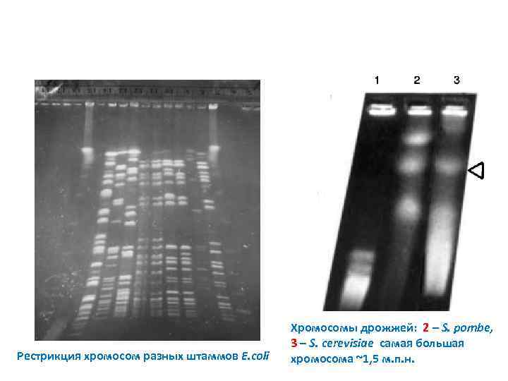 Рестрикция хромосом разных штаммов E. coli Хромосомы дрожжей: 2 – S. pombe, 3 –