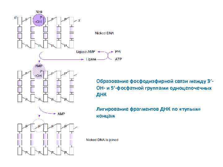 Образование фосфодиэфирной связи между 3’OH- и 5’-фосфатной группами одноцепочечных ДНК Лигирование фрагментов ДНК по