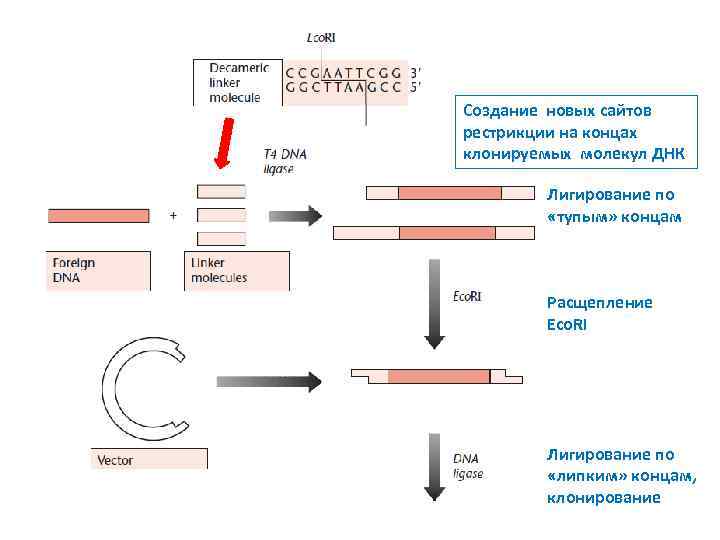 Создание новых сайтов рестрикции на концах клонируемых молекул ДНК Лигирование по «тупым» концам Расщепление