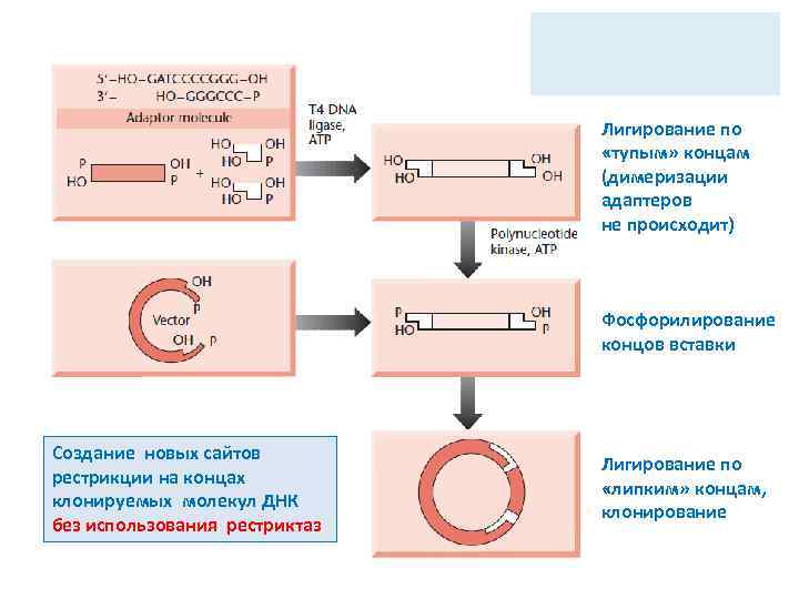Лигирование по «тупым» концам (димеризации адаптеров не происходит) Фосфорилирование концов вставки Создание новых сайтов