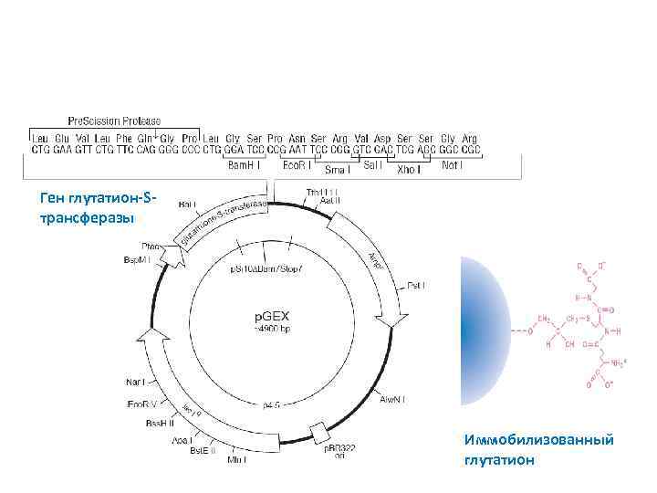 Ген глутатион-Sтрансферазы Иммобилизованный глутатион 