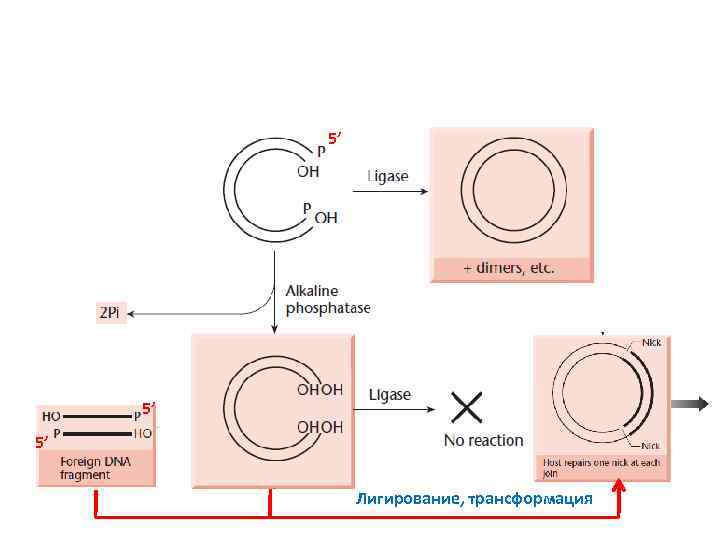 5’ 5’ 5’ Лигирование, трансформация 
