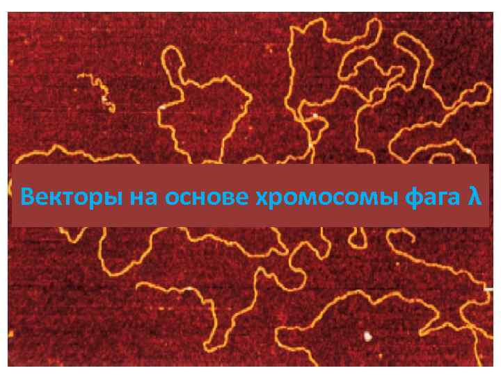 Векторы на основе хромосомы фага λ 
