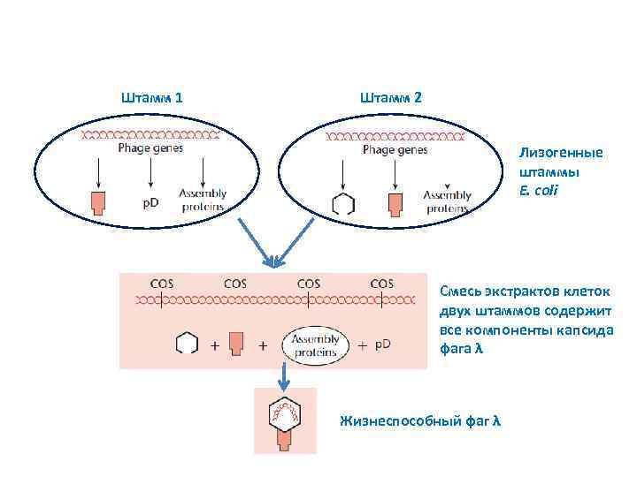 Штамм 1 Штамм 2 Лизогенные штаммы E. coli Смесь экстрактов клеток двух штаммов содержит