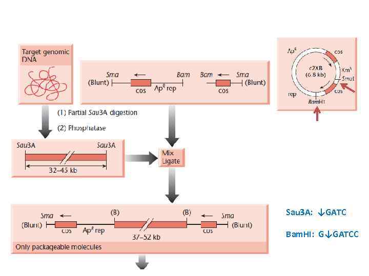 Sau 3 A: ↓GATC Bam. HI: G↓GATCC 