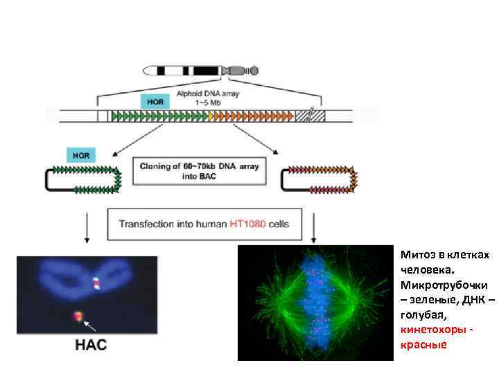 Митоз в клетках человека. Микротрубочки – зеленые, ДНК – голубая, кинетохоры красные 