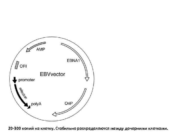 20 -300 копий на клетку. Стабильно распределяются между дочерними клетками. 