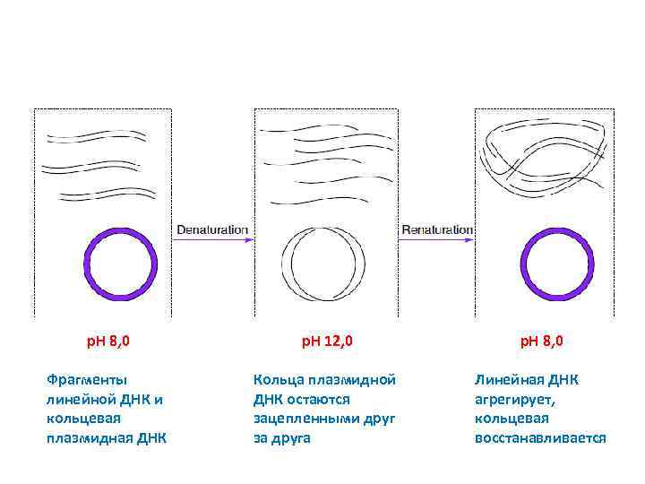 p. H 8, 0 p. H 12, 0 p. H 8, 0 Фрагменты линейной