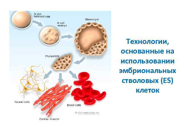 Технологии, основанные на использовании эмбриональных стволовых (ES) клеток 