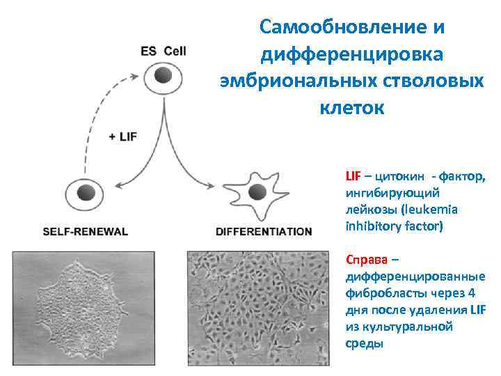 Самообновление и дифференцировка эмбриональных стволовых клеток LIF – цитокин - фактор, ингибирующий лейкозы (leukemia