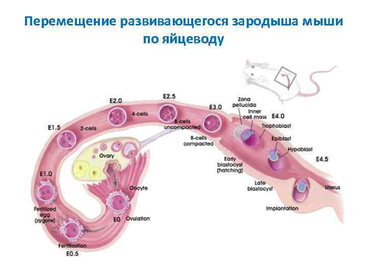 Перемещение развивающегося зародыша мыши по яйцеводу 
